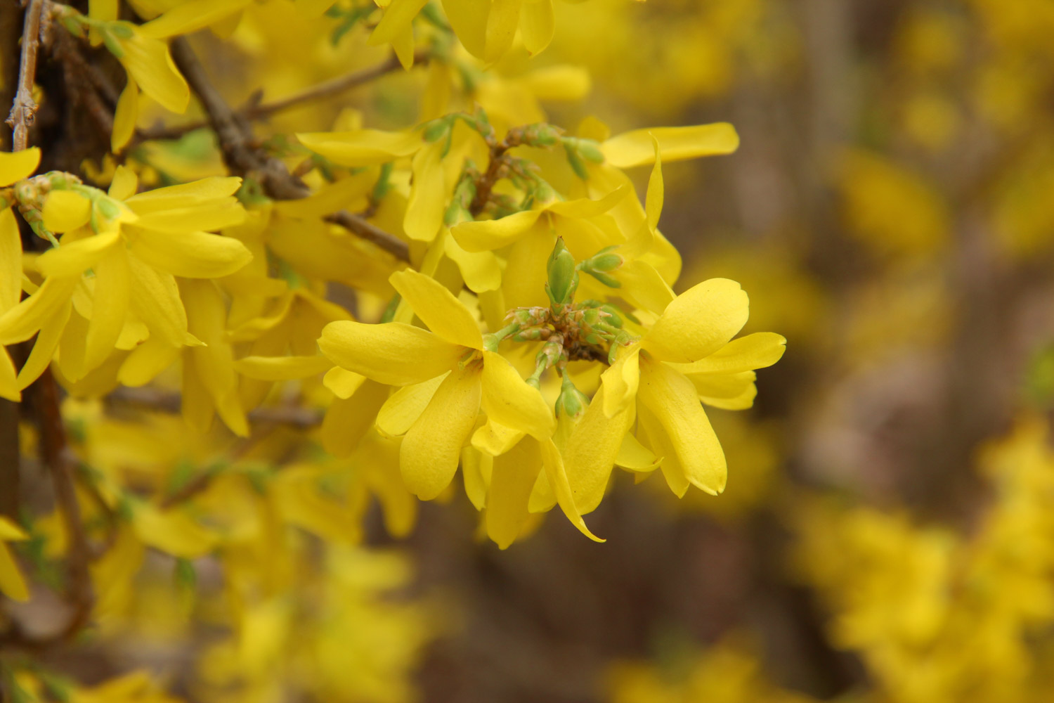 Forsythia suspensa