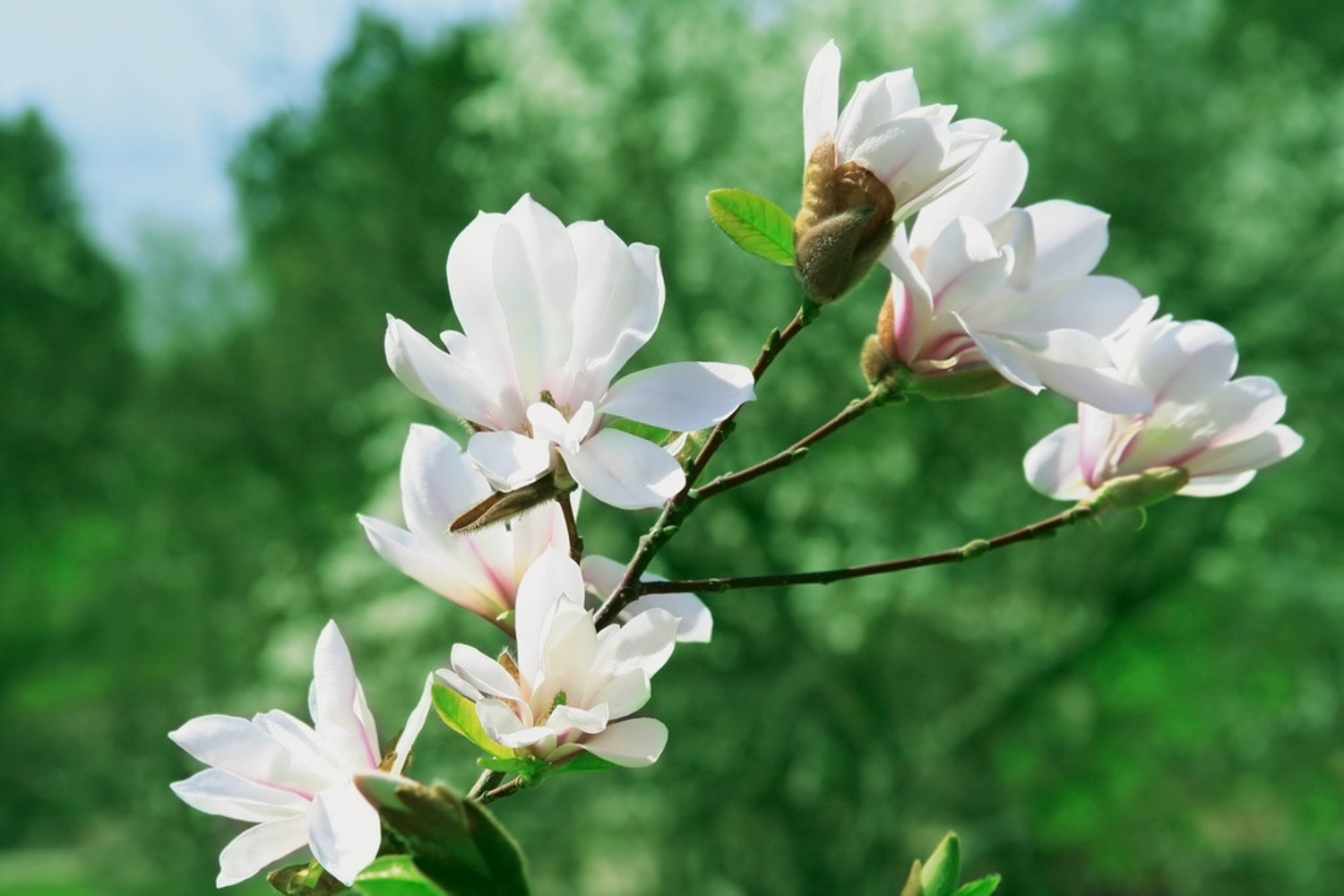 a magnolia