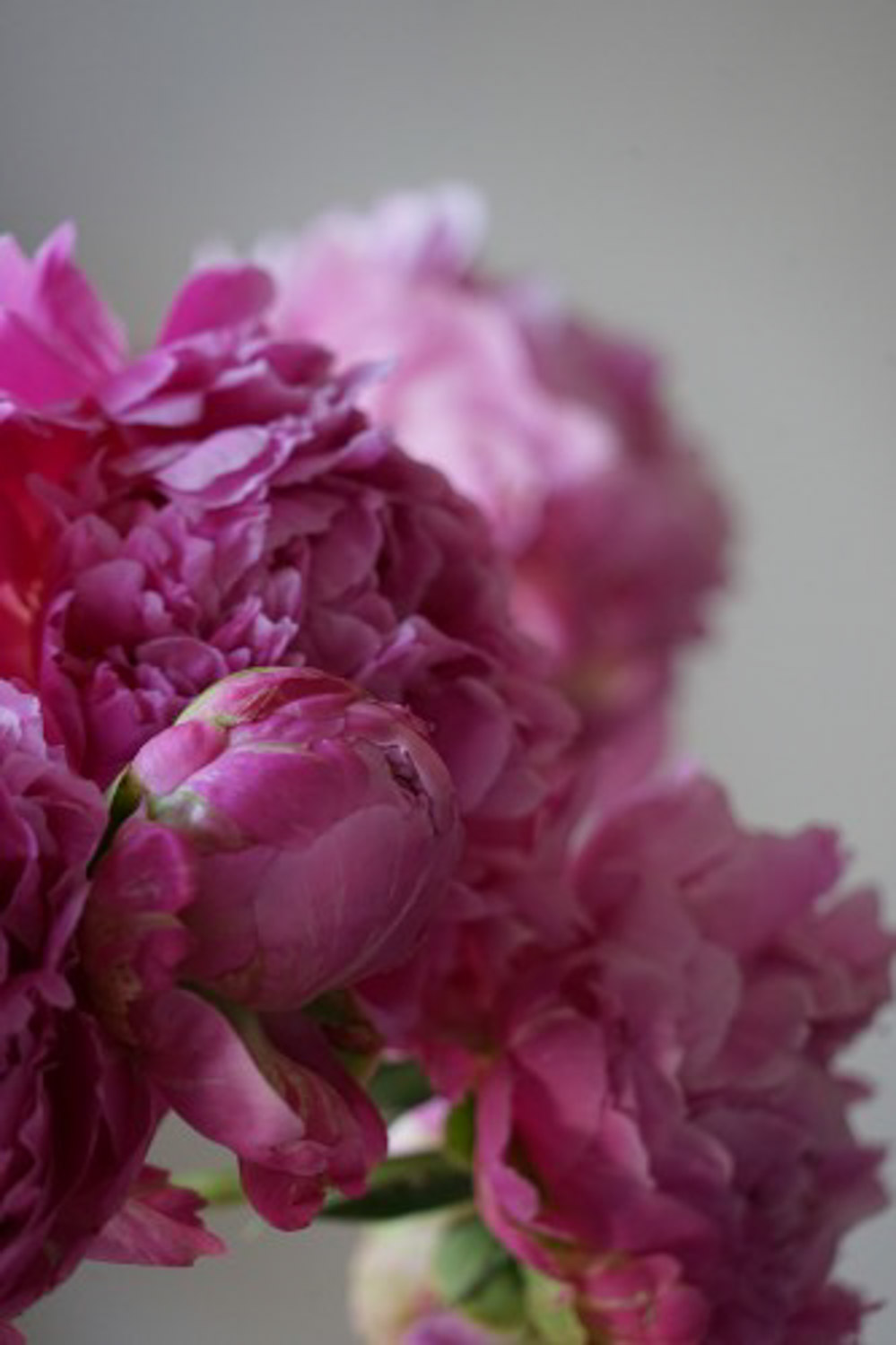 Chinese herbaceous peony