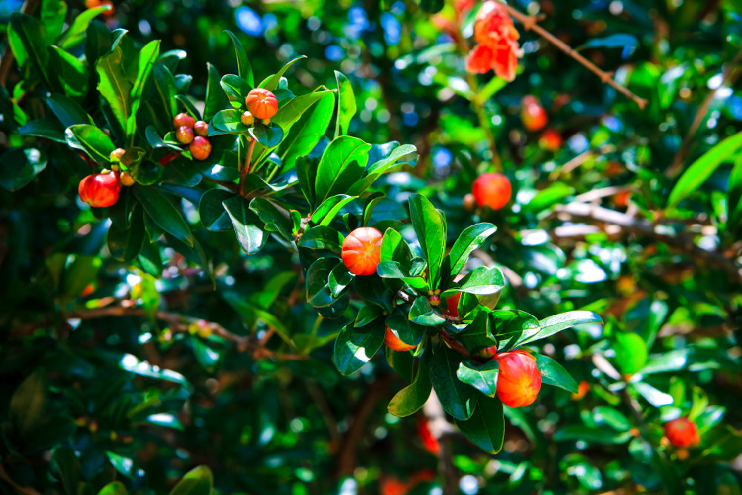 pomegranate