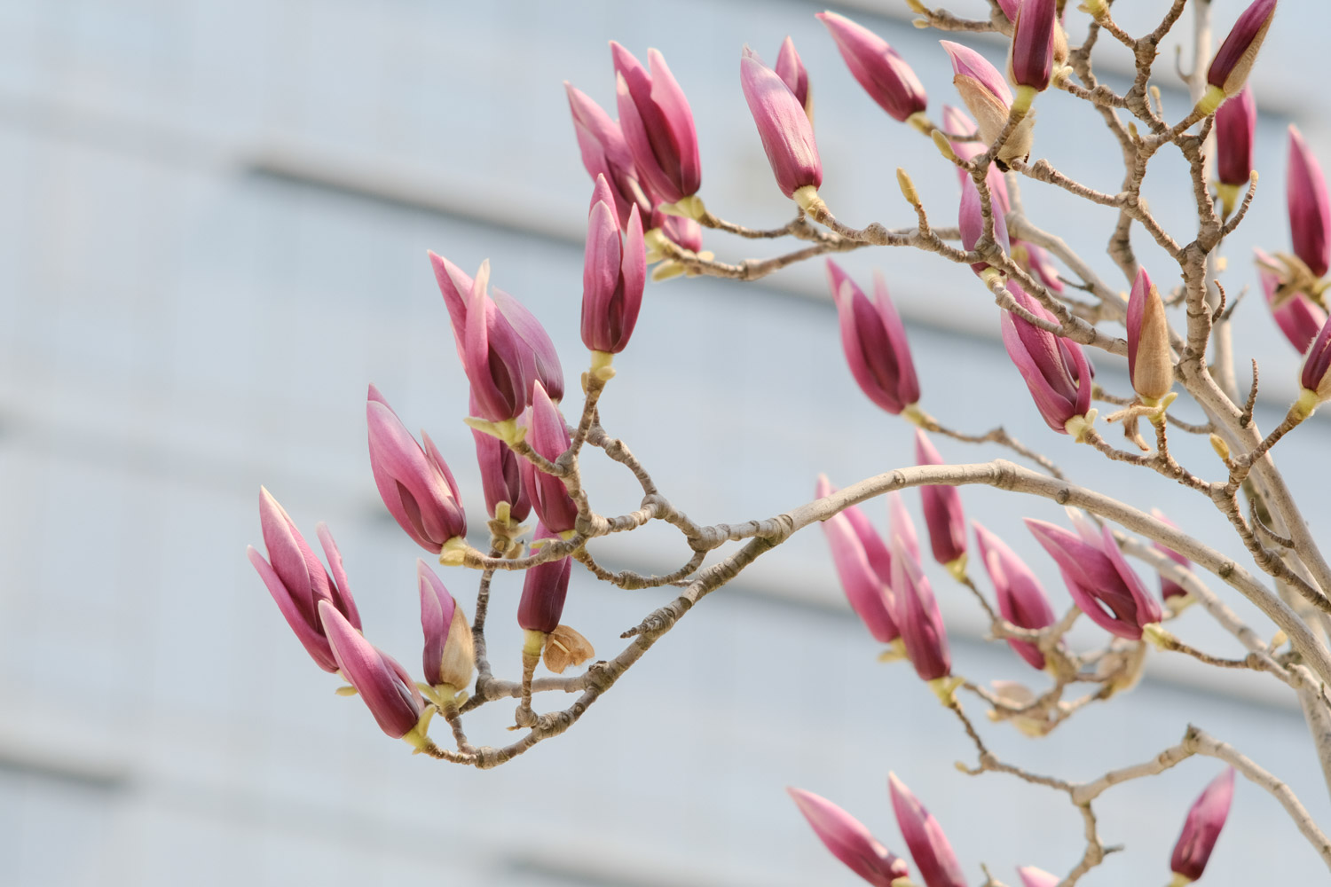 Magnolia liliiflora