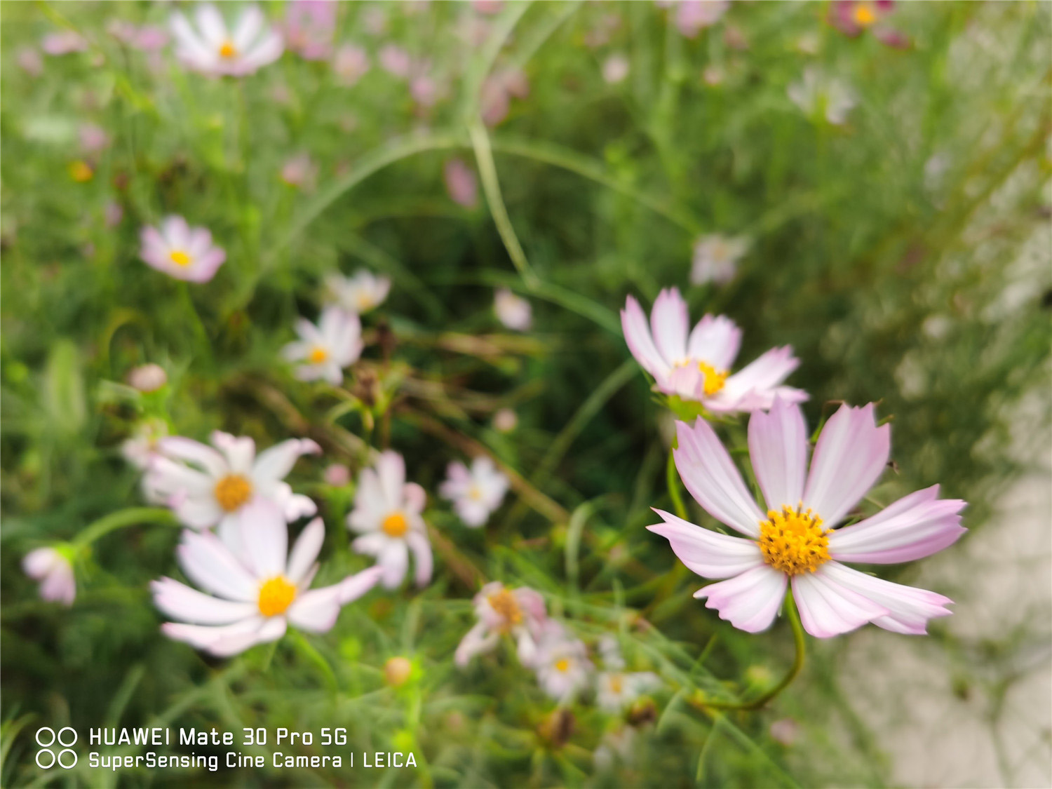 calliopsis