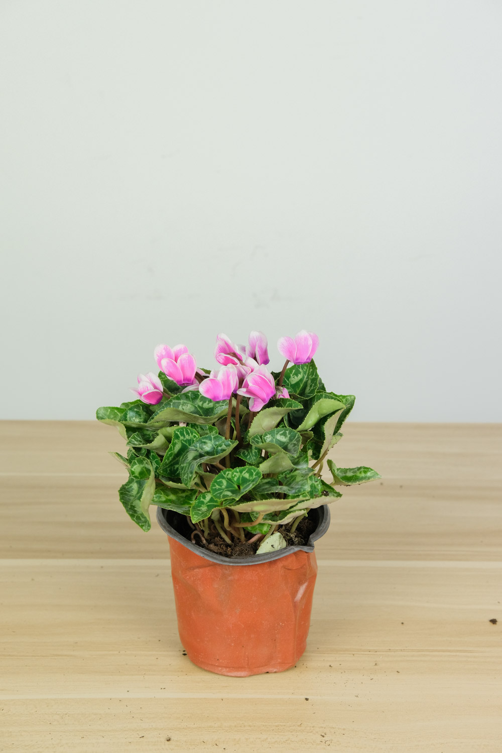 Cyclamen