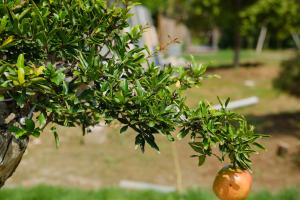 Fertilization method of pomegranate flower