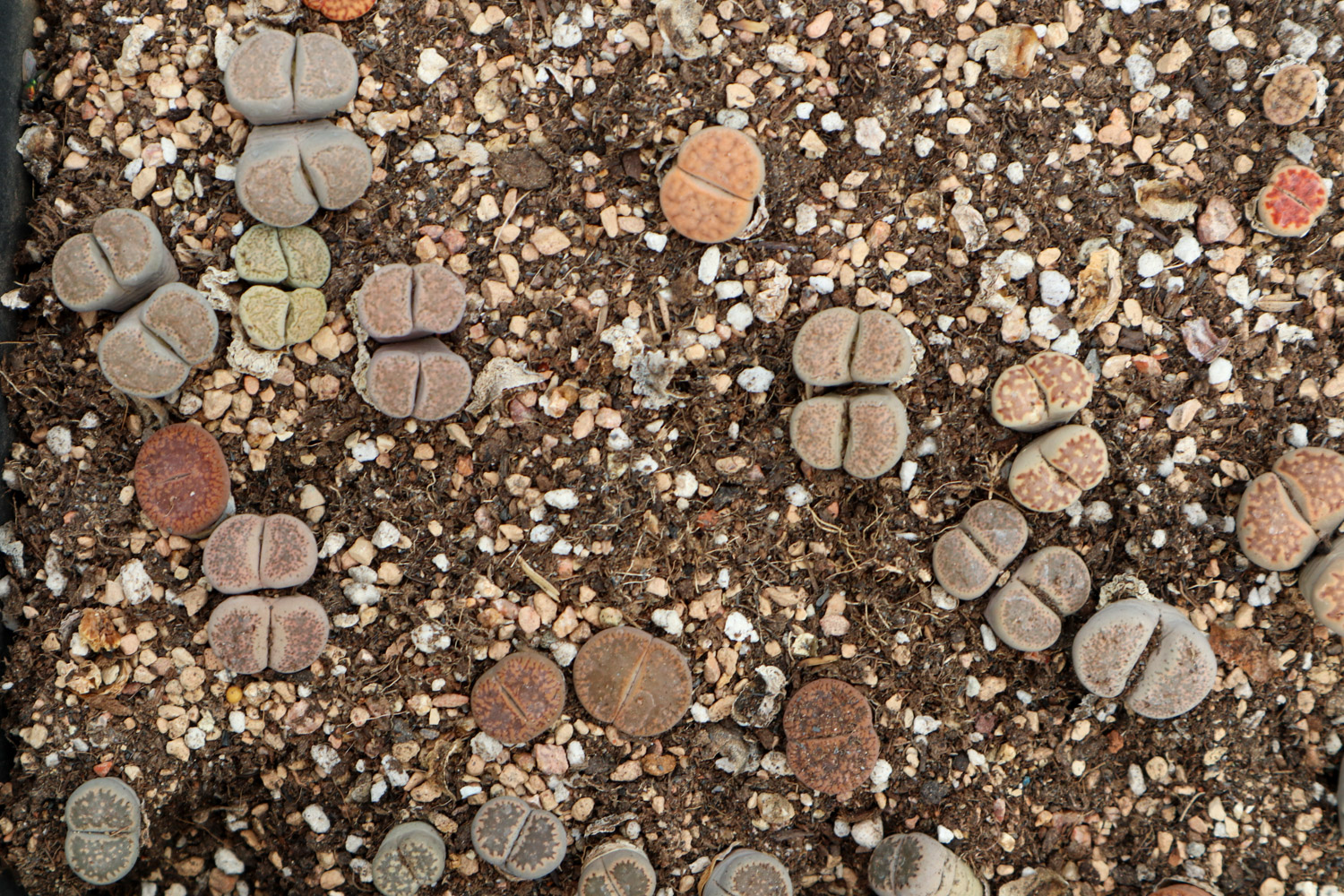 Lithops