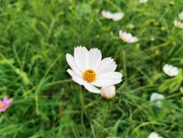 How does Persian chrysanthemum breed