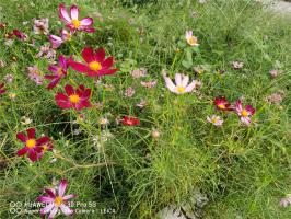 How to plant Persian chrysanthemum seeds