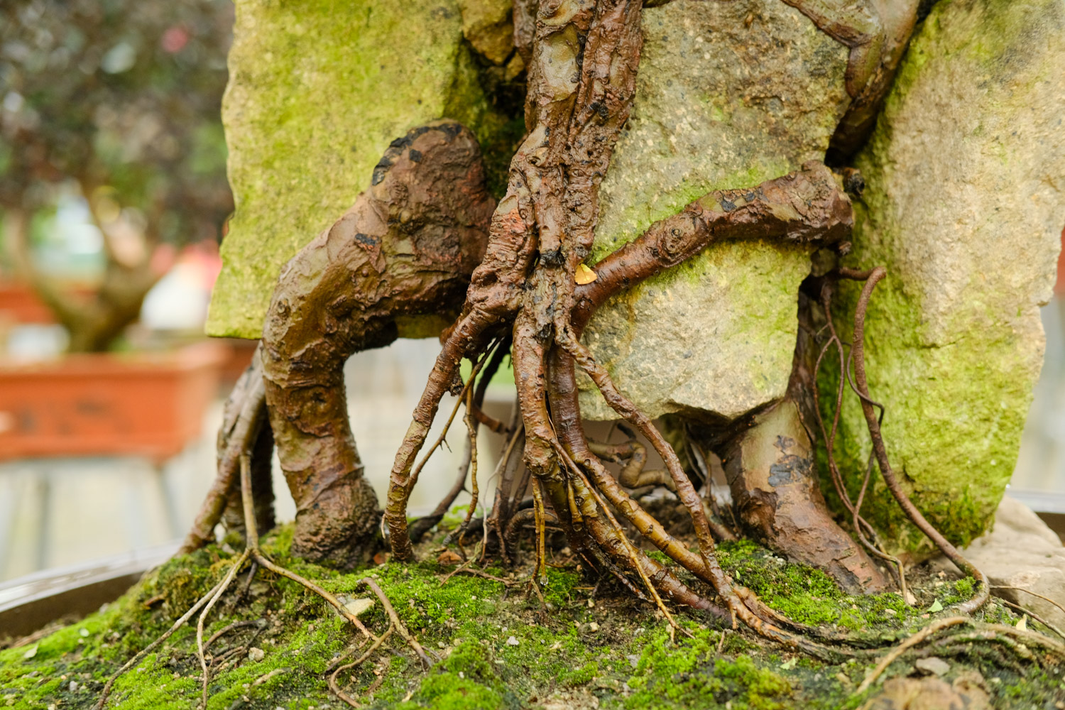 bonsai