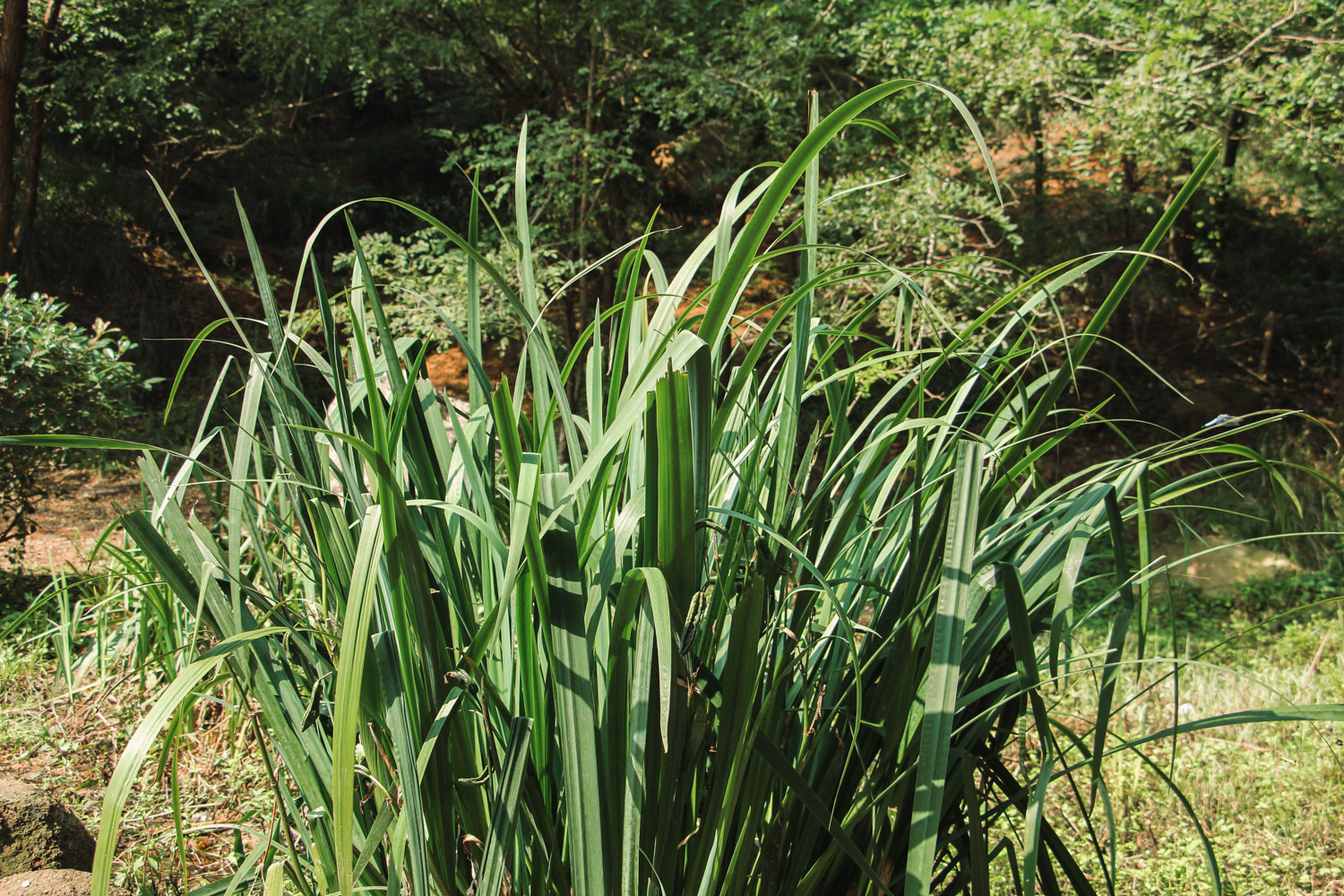 calamus