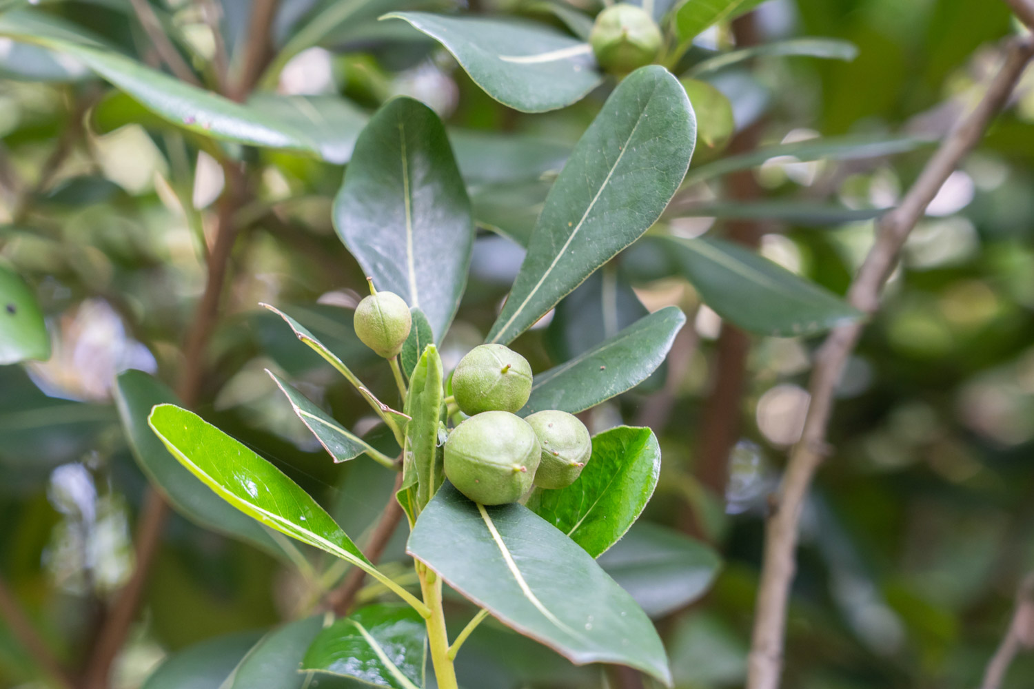 pittosporum tobira