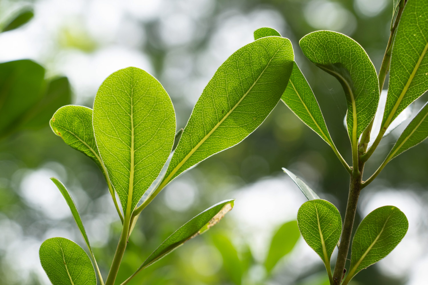 pittosporum tobira