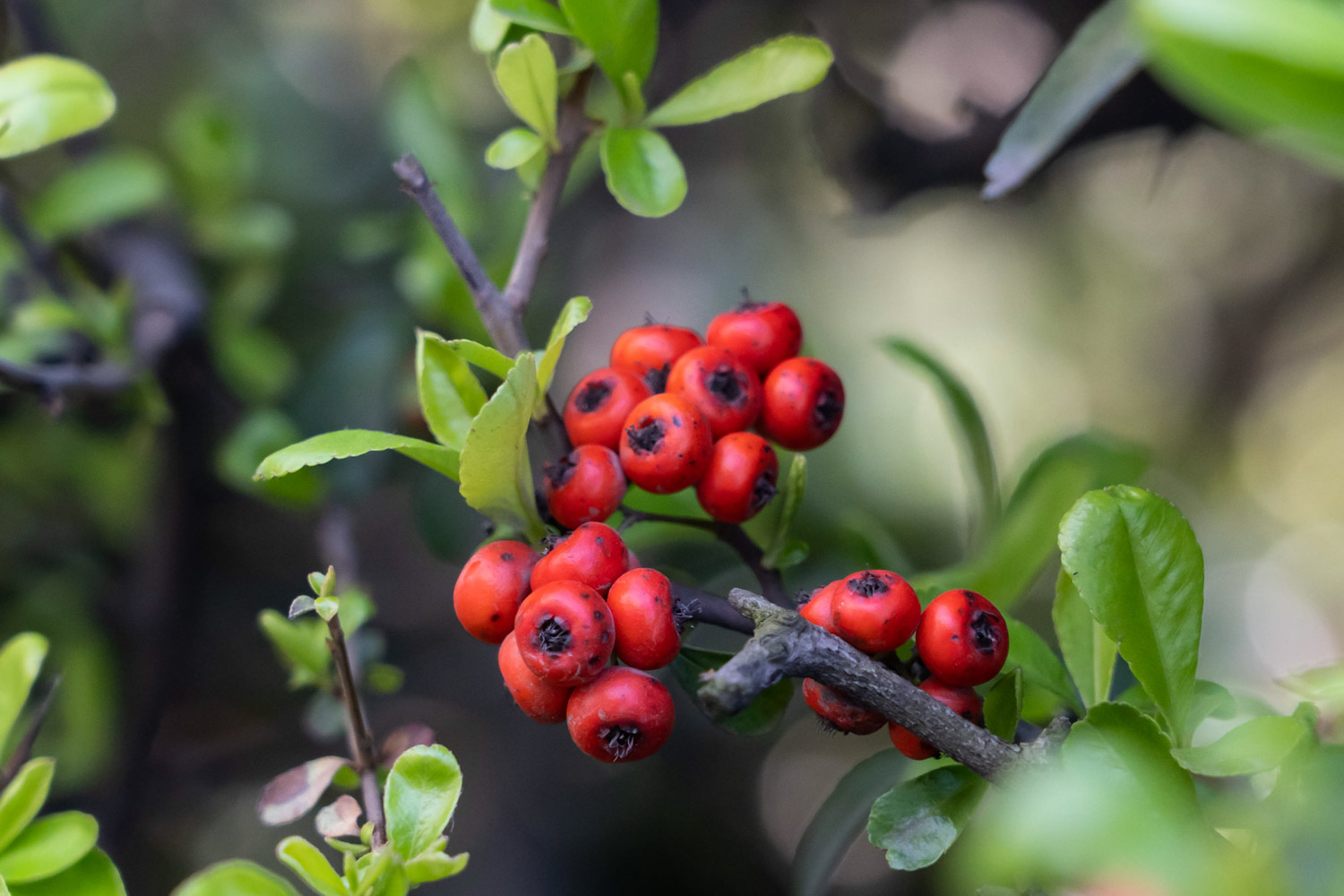 pyracantha