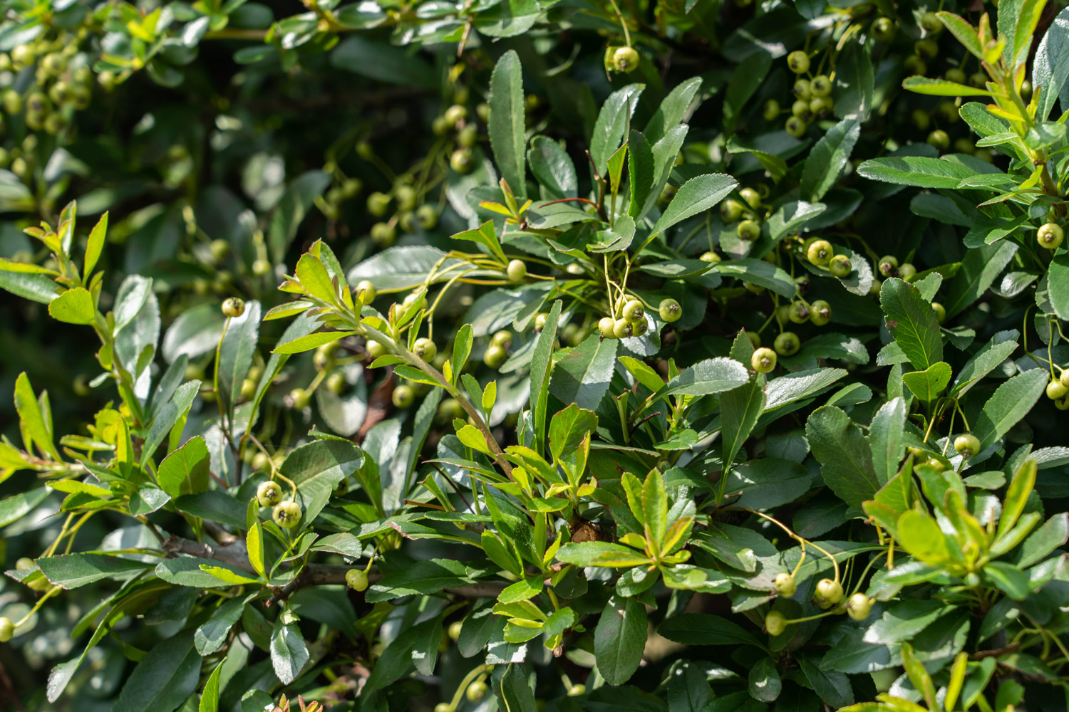 pyracantha