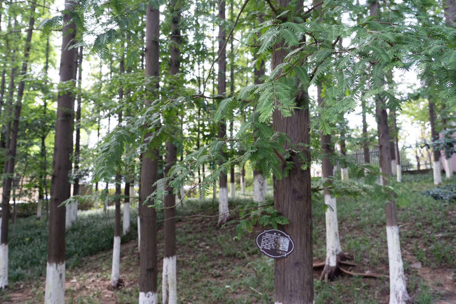 metasequoia