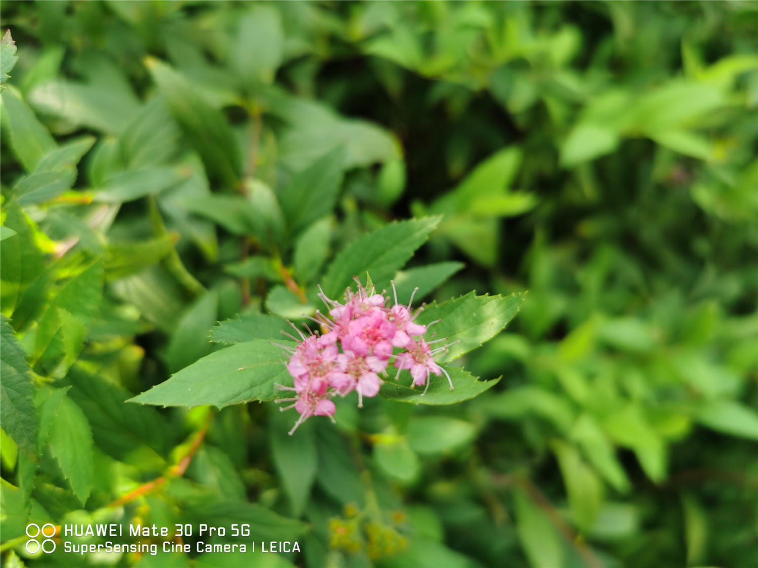 Spiraea