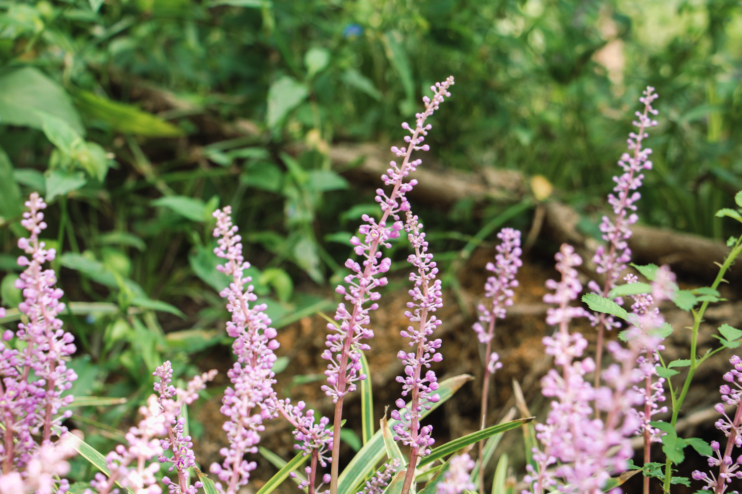 Ophiopogon japonicus