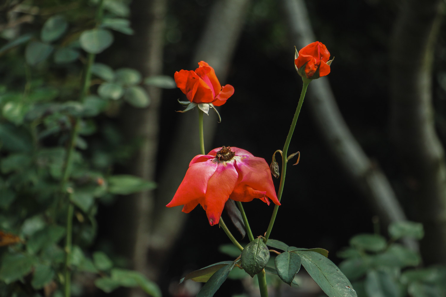 chinese rose