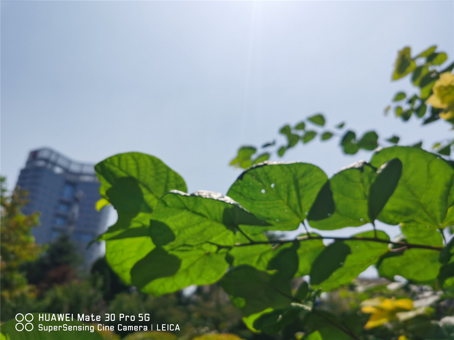 Bauhinia