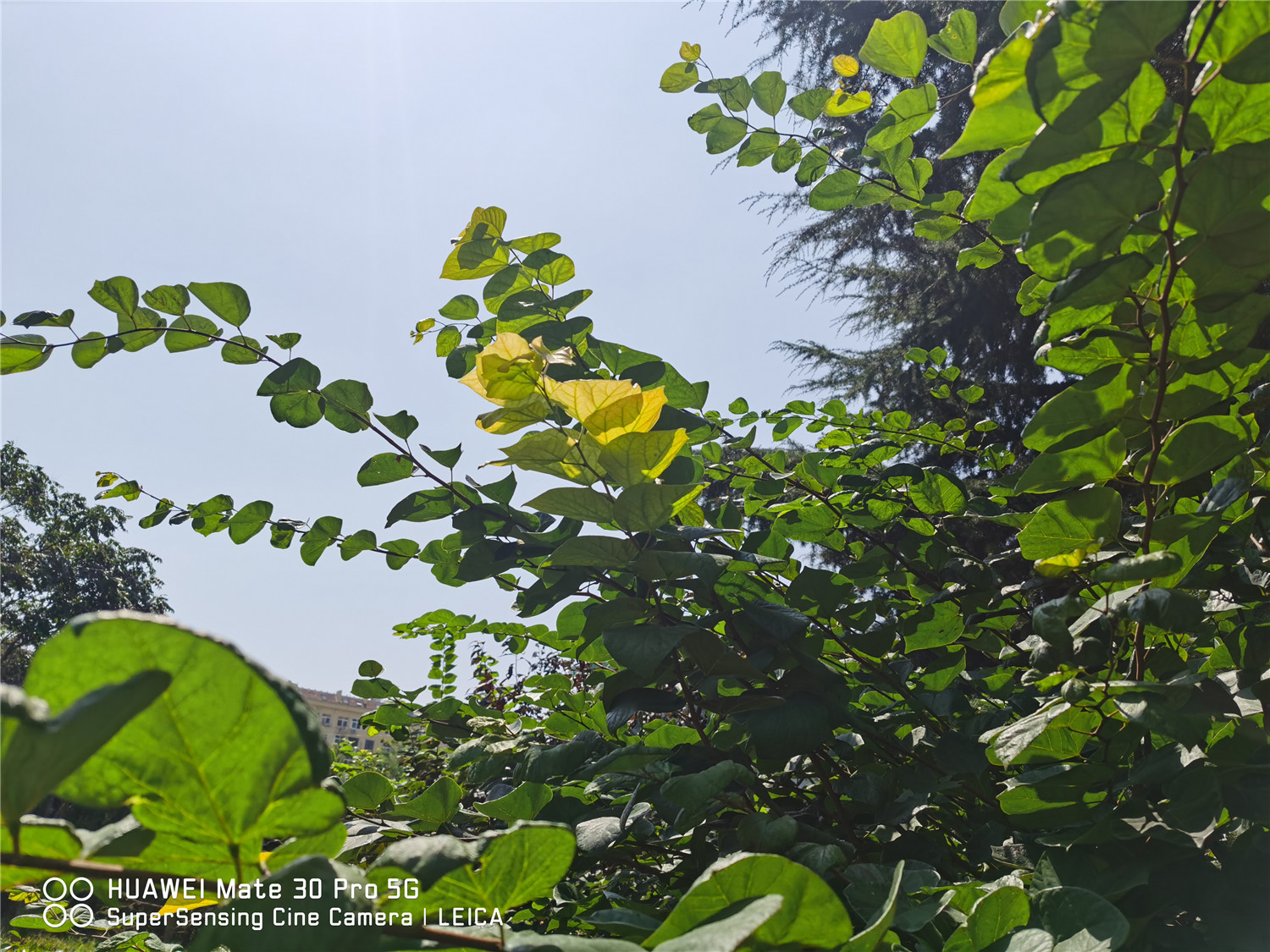 Bauhinia