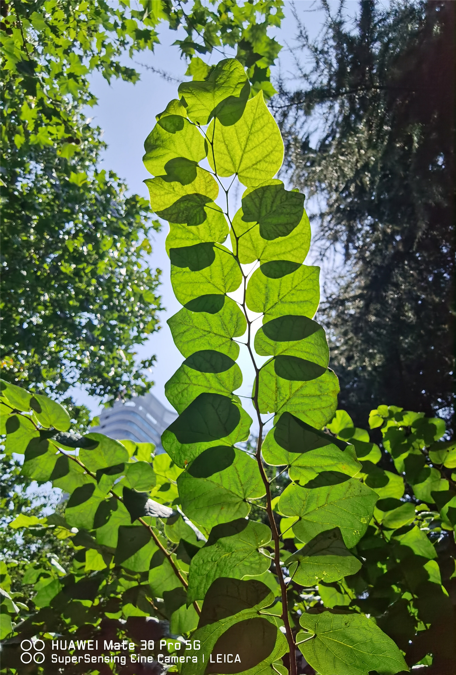 Bauhinia