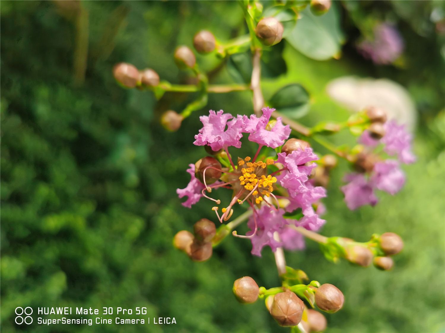 Crape myrtle