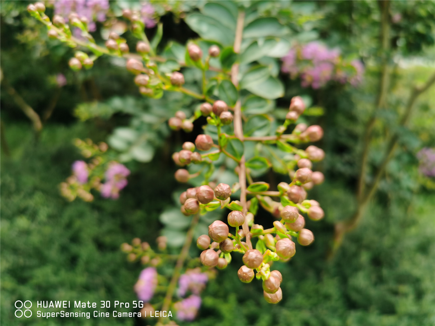 Crape myrtle