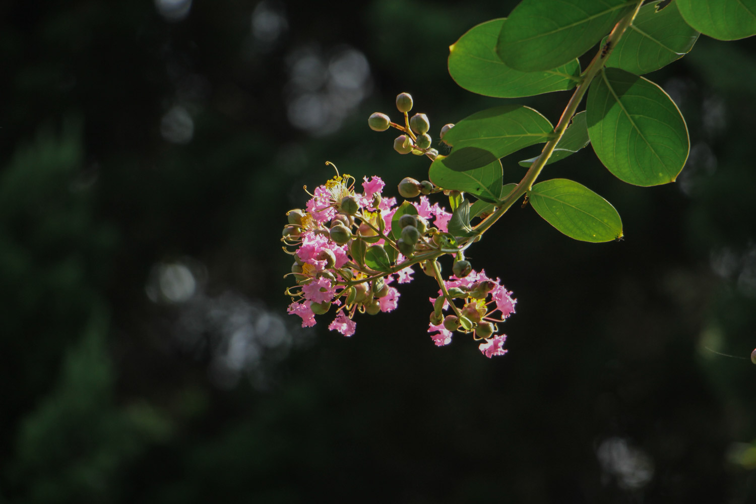 Crape myrtle