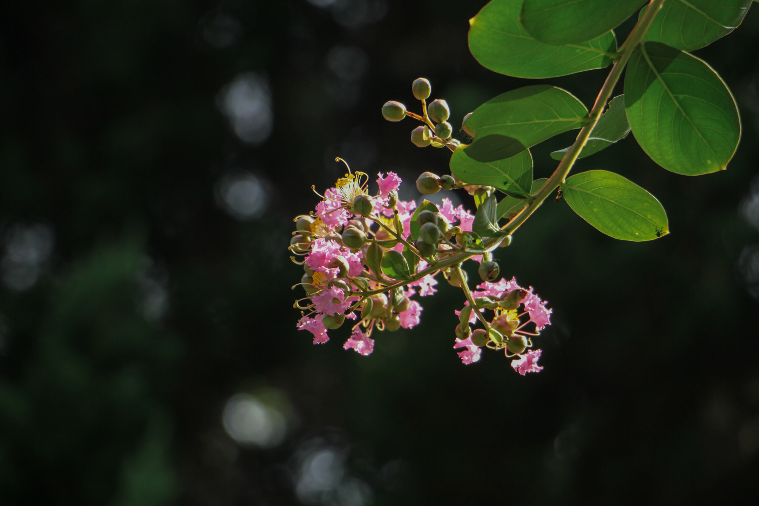 Crape myrtle