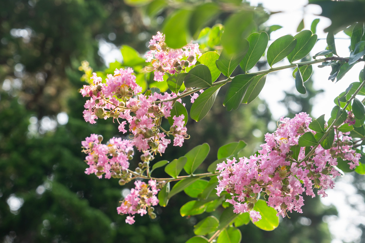 Crape myrtle