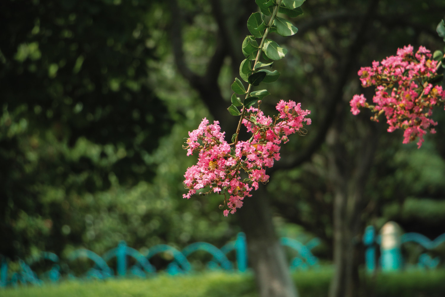 Crape myrtle