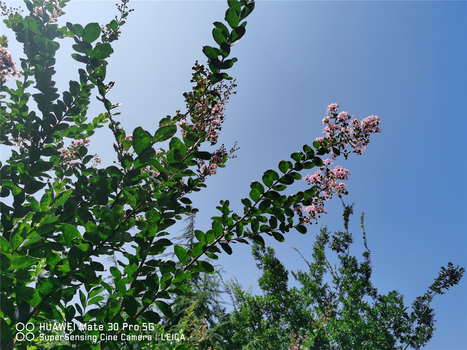 Crape myrtle