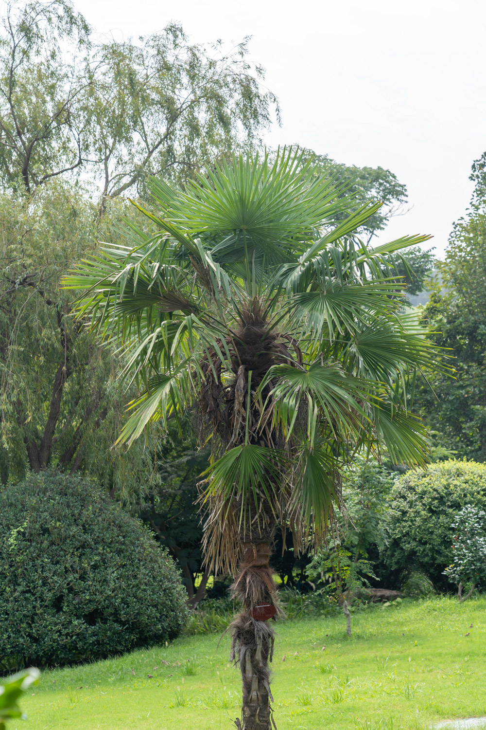 Palm