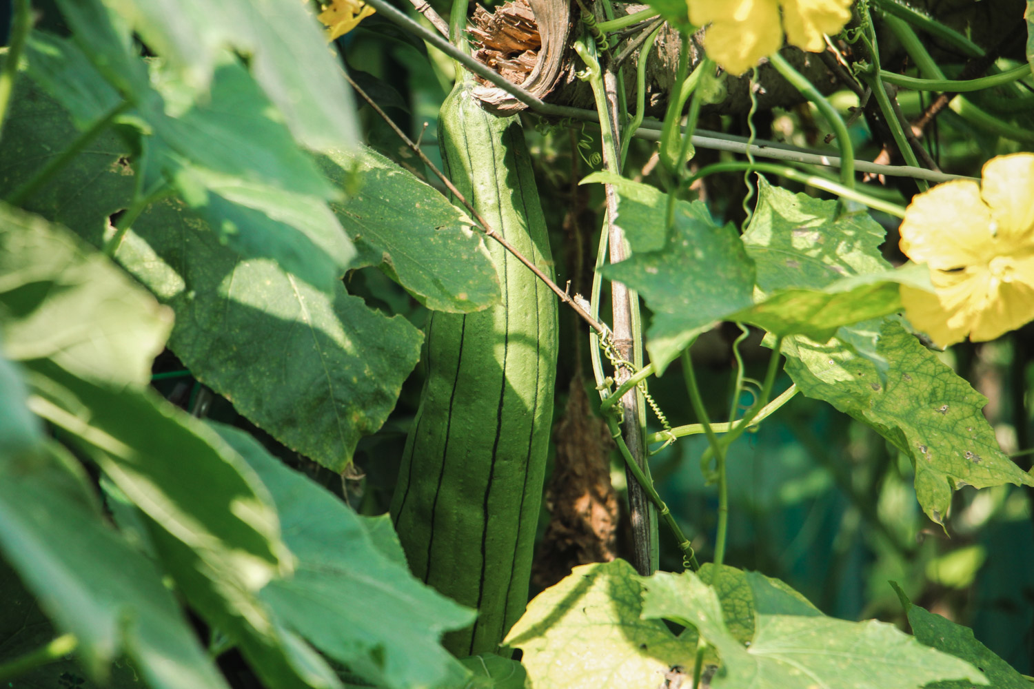 Towel gourd