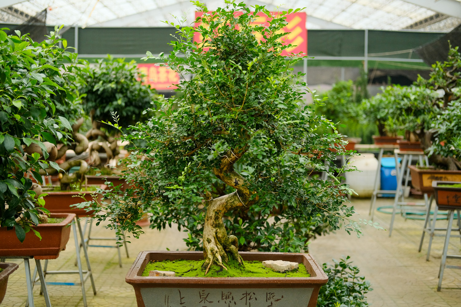 bonsai