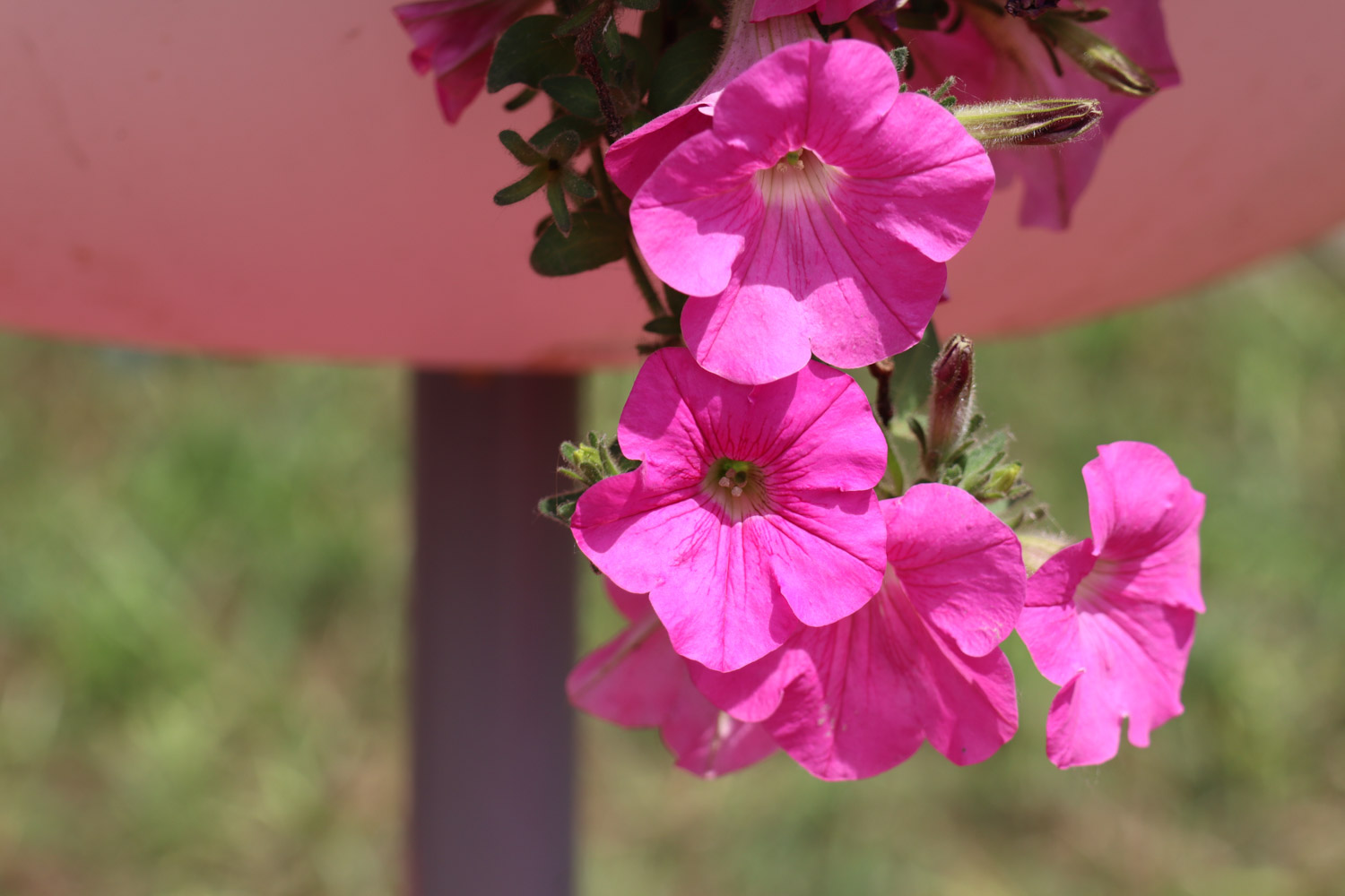 Petunia hybrida