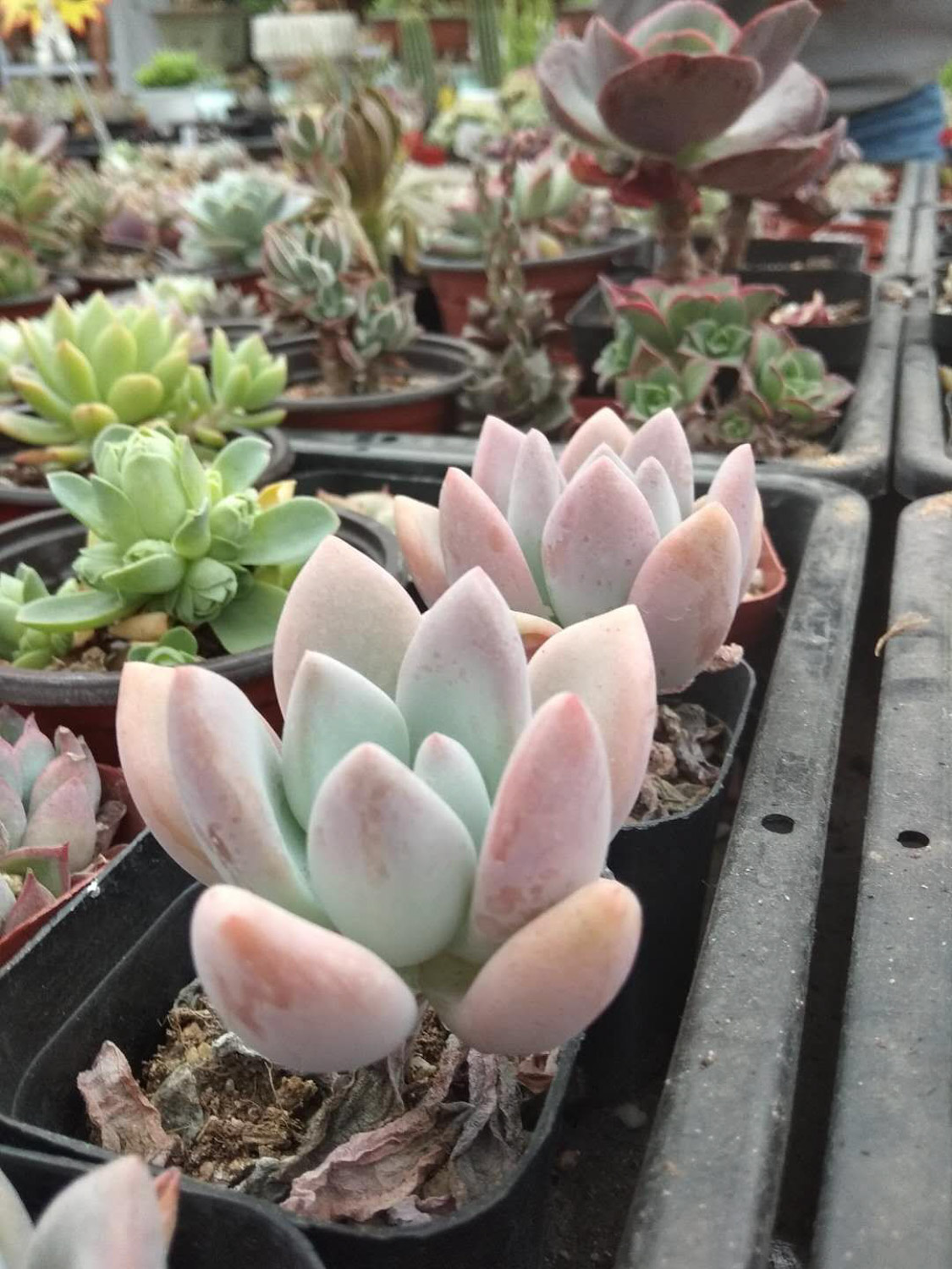 Graptoveria Opalina 