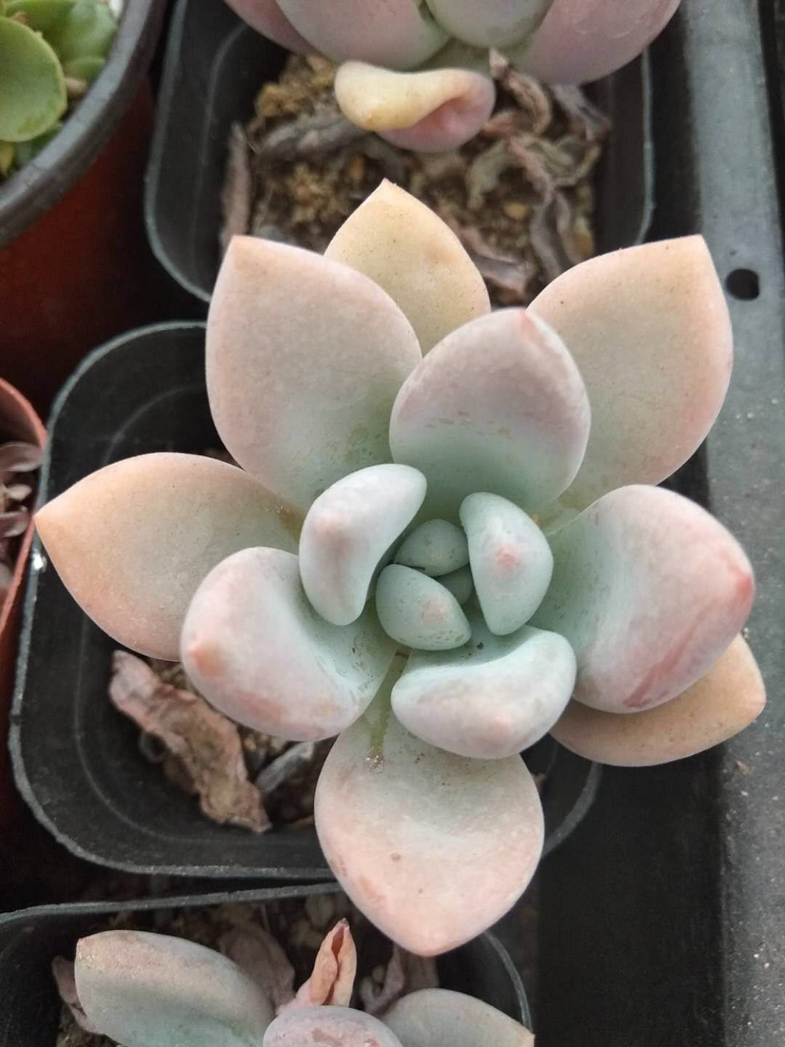 Graptoveria Opalina 