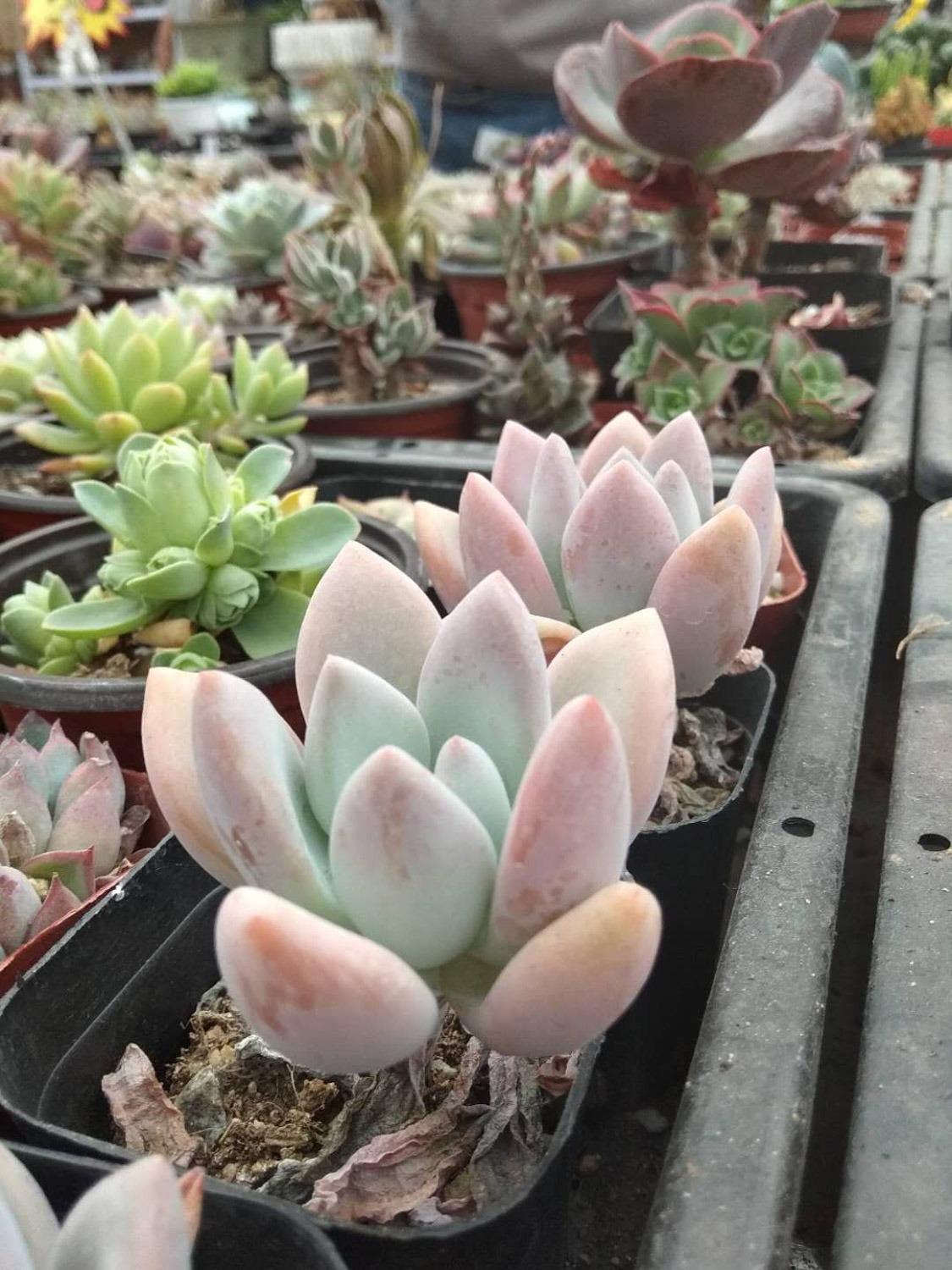 Graptoveria Opalina 