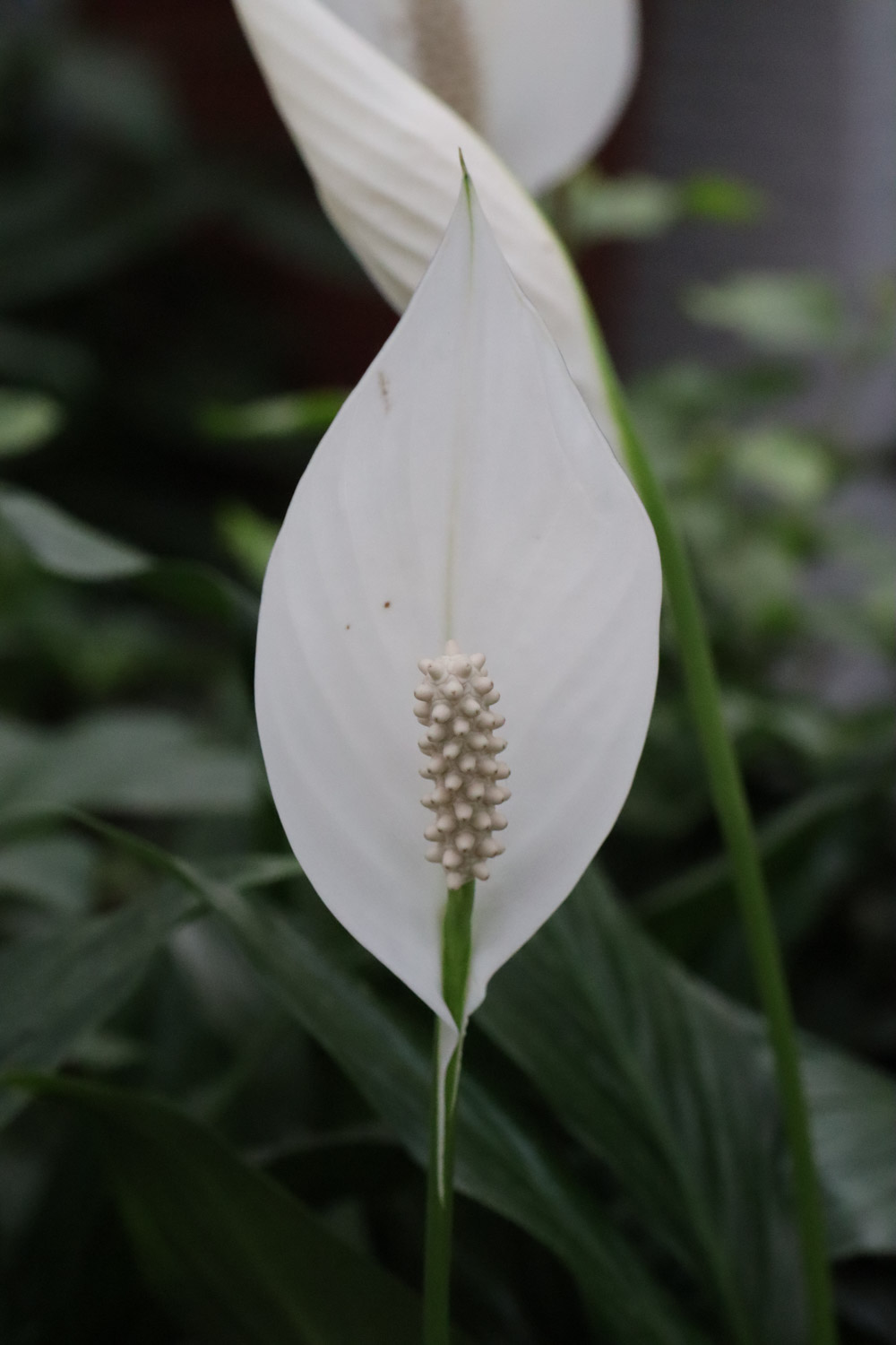 Spathiphyllum