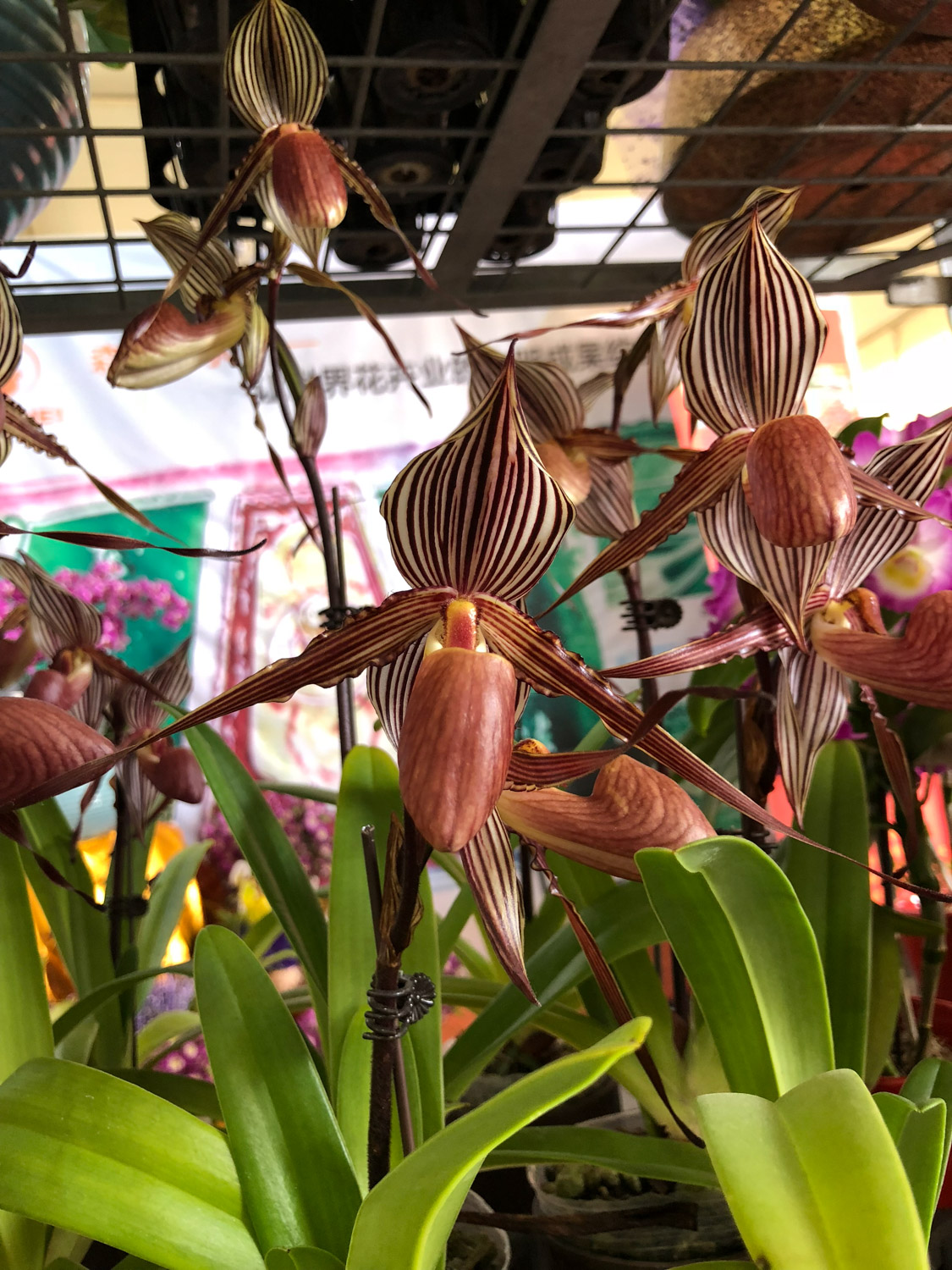 Paphiopedilum