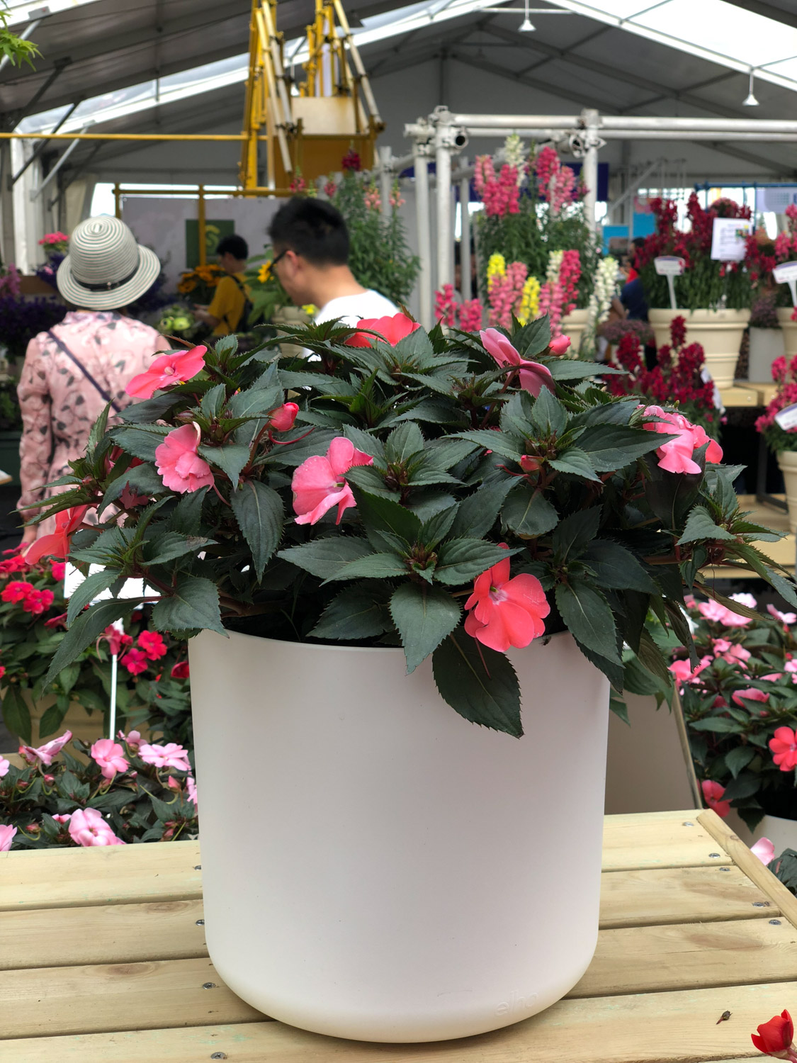 Impatiens