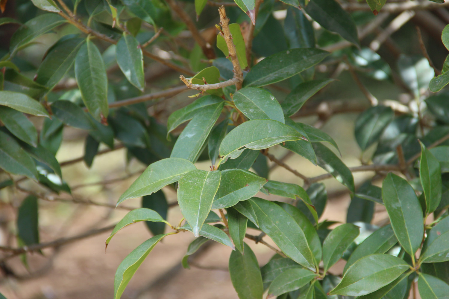 sweet-scented osmanthus