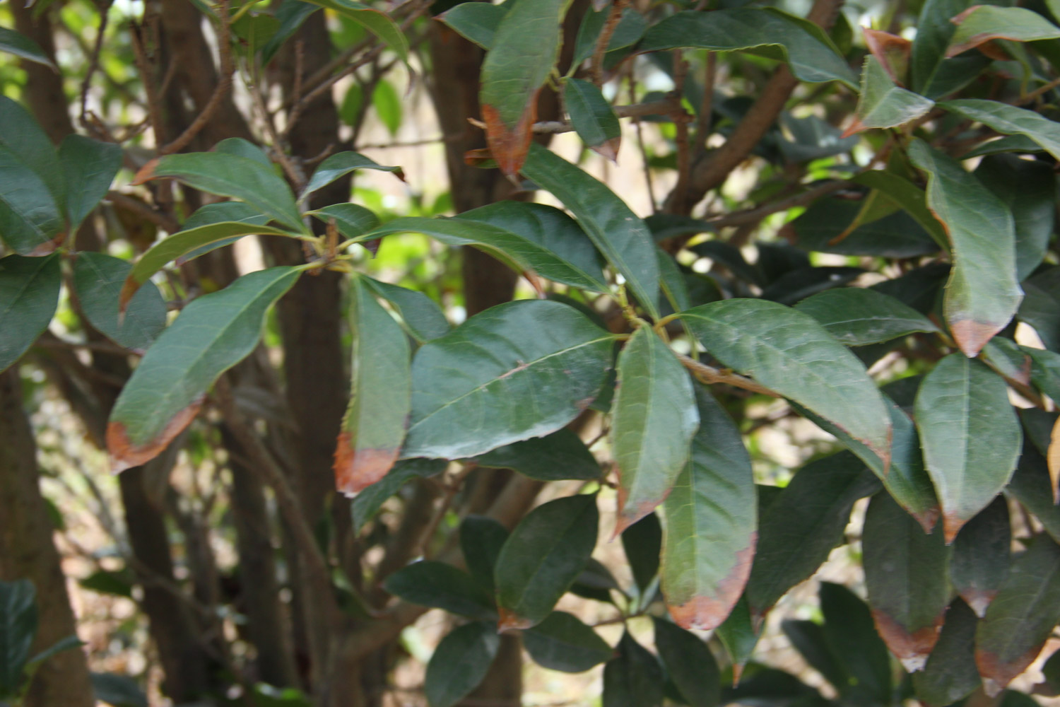 sweet-scented osmanthus