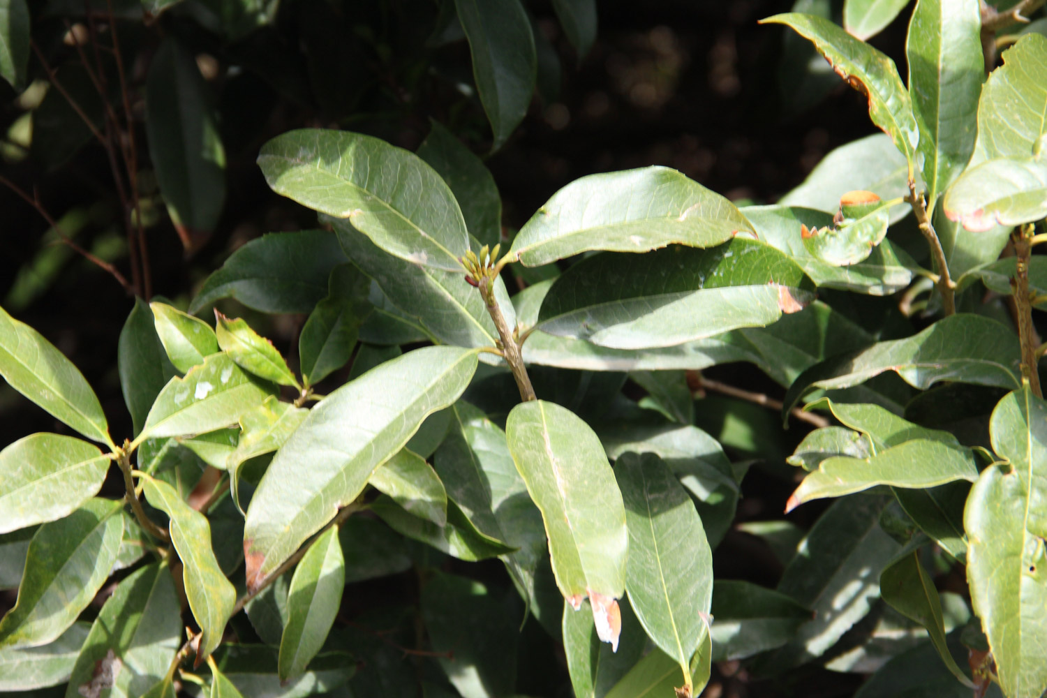 sweet-scented osmanthus