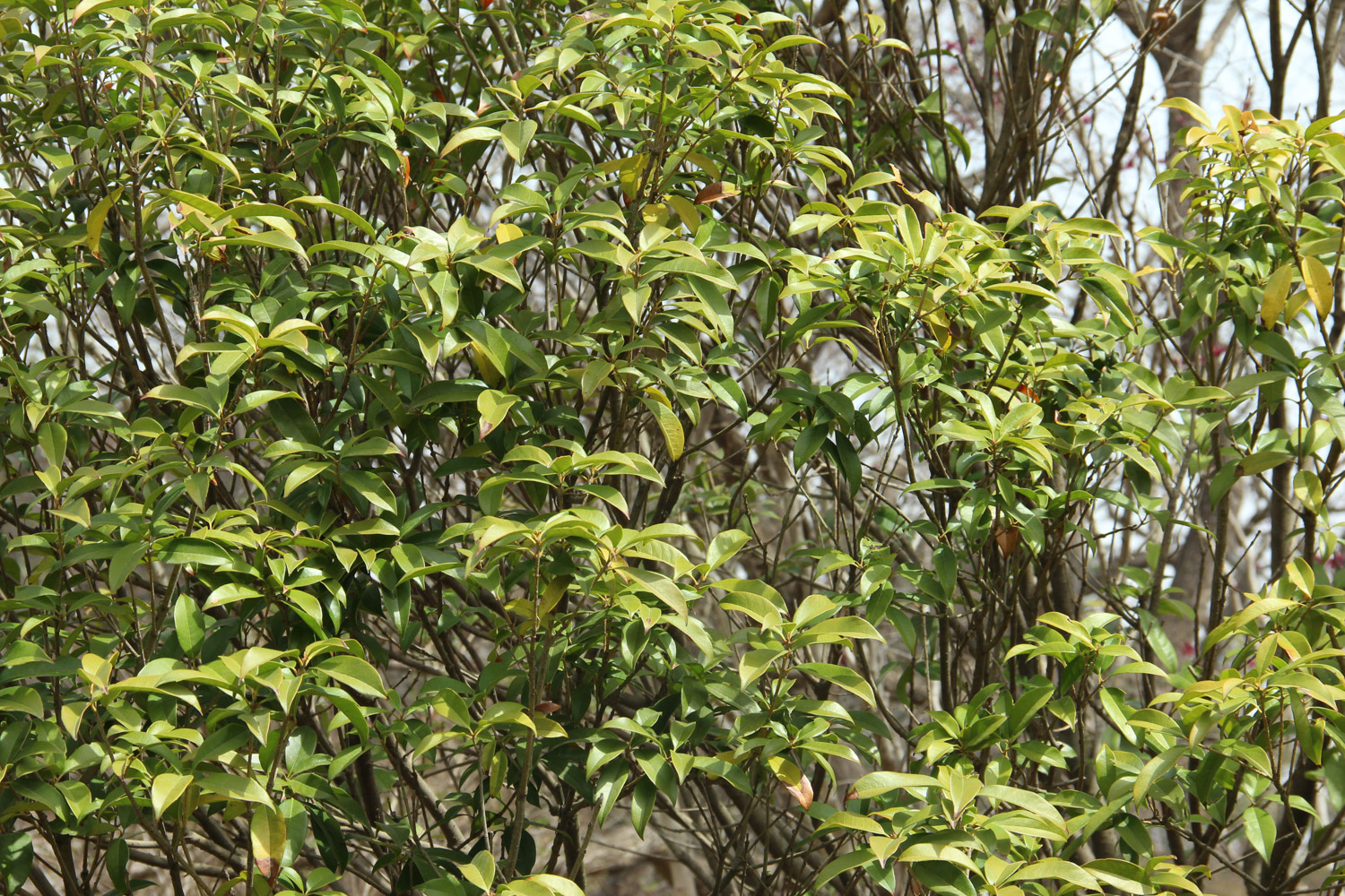 Sweet scented osmanthus tree