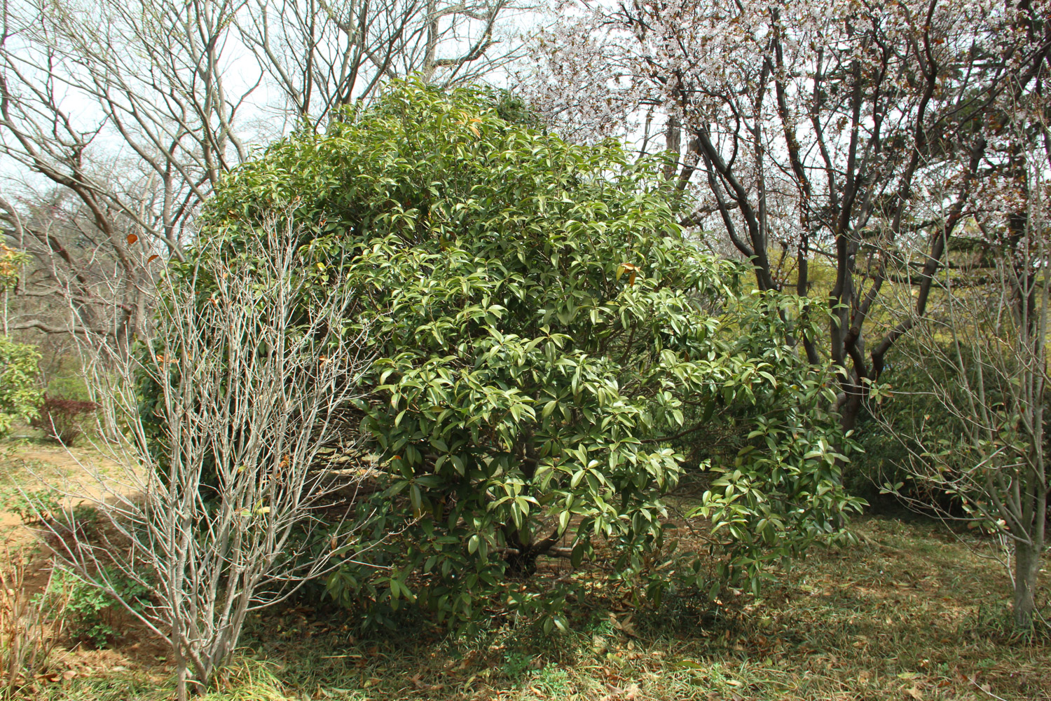 sweet-scented osmanthus