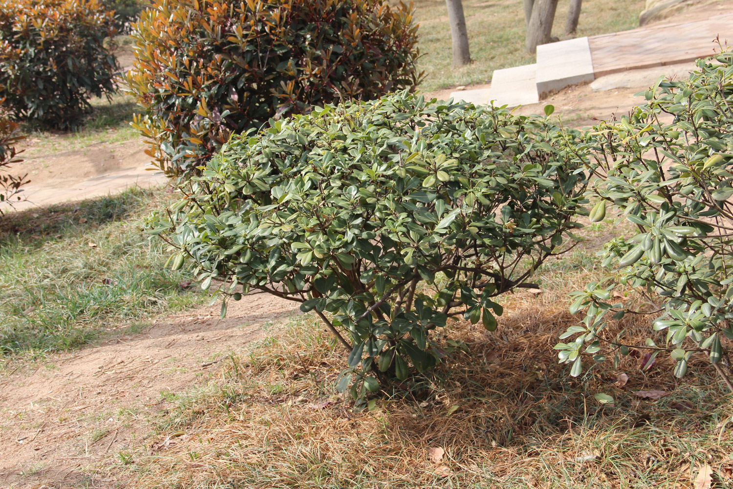 pittosporum tobira