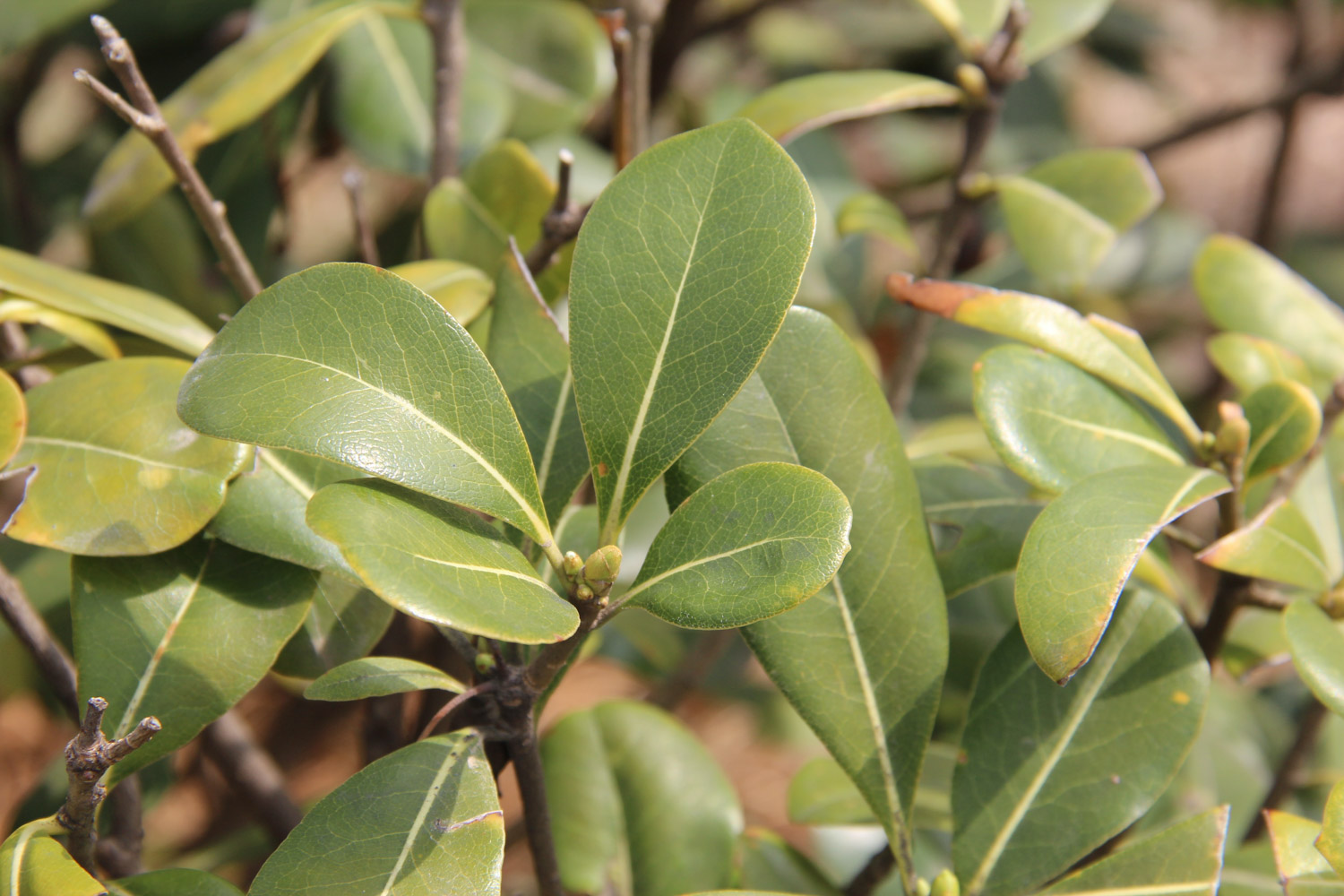 pittosporum tobira