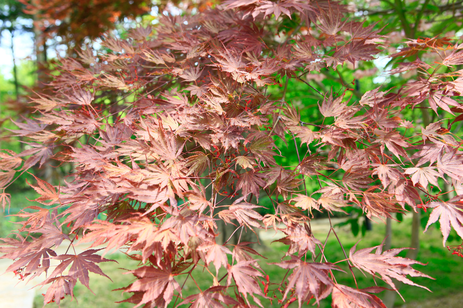 red maple