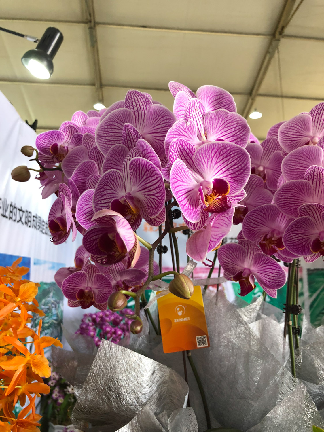 moth orchid